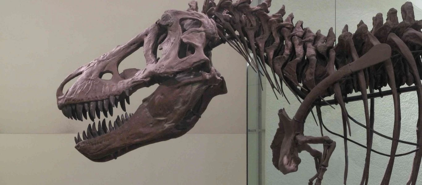 Πιθανώς να μην υπήρχε μόνο ένα είδος Τυραννόσαυρου υποστηρίζουν επιστήμονες